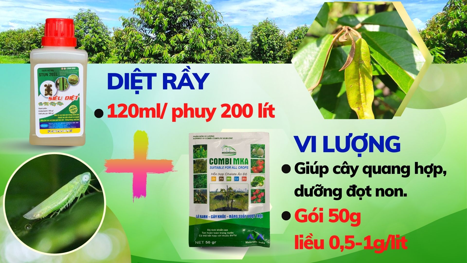 nhận biết và quản lý hiệu quả rầy xanh